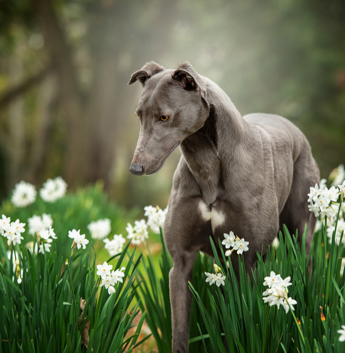 Adopt A Greyhound | GAP