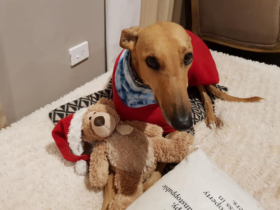 whippet teddy bear