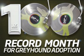 Record Month for Greyhound Adoption Program