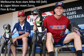GAP teams up with baseball’s Melbourne Aces as greyhounds get set for ‘Bark in the Park’