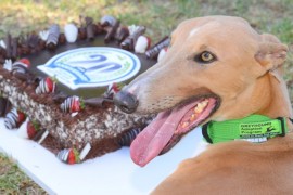 20 YEAR ANNIVERSARY: Significant milestone for Greyhound Adoption Program