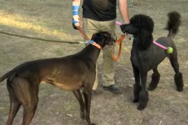 VIDEO: Preparing greyhounds for the Greyhound Adoption Program