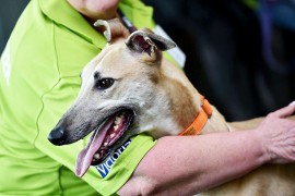 COMING SOON: Melbourne’s Biggest Ever Greyhound Adoption Day!