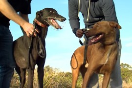 VIDEO: Hands-on approach to greyhound ownership simply a case of doing what’s right
