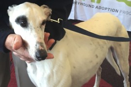 VIDEO: 70/70 a Perfect Score for Greyhound Adoption Day