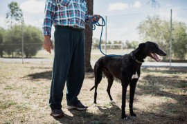 VIDEO: ‘Every Greyhound Has a Story’ – Prison Pet Partnership