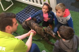 Greyhounds prove a calming influence at the Royal Melbourne Show