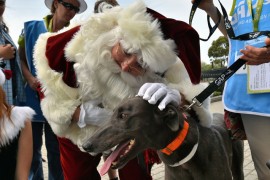 ADOPTION DAY: Greyhounds spread Christmas cheer