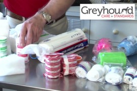 First Aid for greyhounds: What to do in an emergency situation
