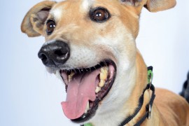 Bendigo GAP Adoption Day dogs!