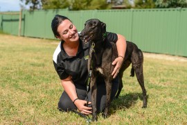 A clean sweep for Greyhound Adoption Day at Sandown
