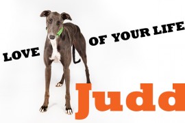 Judd sure to be a first round pick at Greyhound Adoption Day