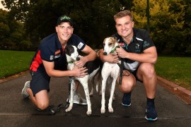 AFL stars join forces to promote National Greyhound Adoption Day