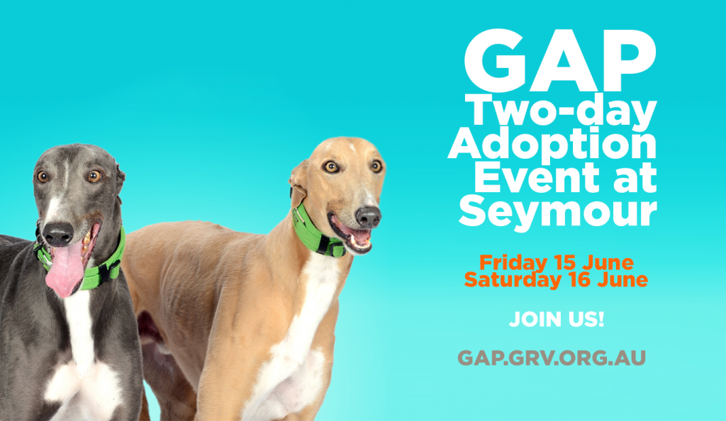 Greyhound Two-day Adoption Event