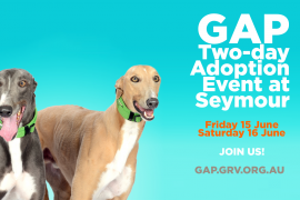Seventy greyhounds will be looking for homes at GAP’s two-day adoption event at Seymour on 15 – 16 June