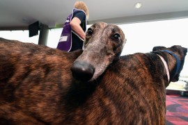 Twenty-eight greyhounds will be looking for their furever homes at GAP’s first-ever Warragul adoption day on Sunday, 5 August