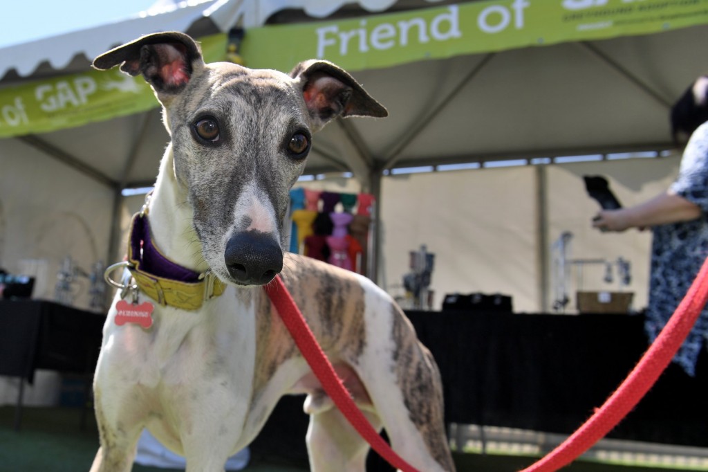 2018 Greyhound Community Day - The Meadows - Dog Pets