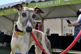 Community Day booths support greyhound pet owners