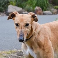 GAP-Adoption-Day-Greyhound-Alfie