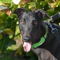 GAP-Adoption-Day-Greyhound-Ricky