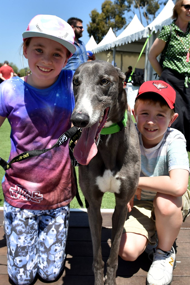 AP-Community-Day-Fostering-Greyhounds-November27
