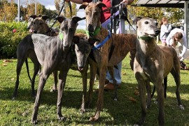 Adoption Day: Meet the Greyhounds looking for homes in Shepparton