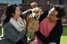 Greyhound Adoption Day in Shepparton on December 2