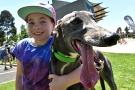 Filling the GAP: Foster care prepares greyhounds for adoption