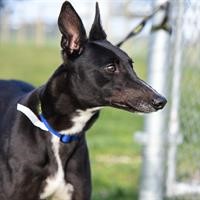 GAP-Adoption-Day-Greyhound-Stripe