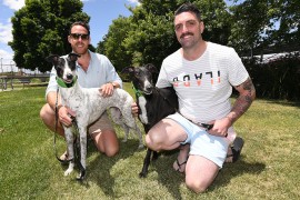 Re-homing Guide for New Greyhound Owners