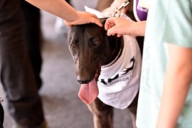 13 greyhounds find homes at the first Shepparton Adoption Day