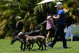Why greyhounds need to stay on a lead in public