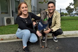 Victoria leads the way as Australia re-homes more than 200 greyhounds in one day