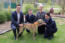 400th greyhound enters Pet Prison Partnership