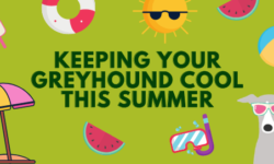Need to know info for greyhounds in hot weather
