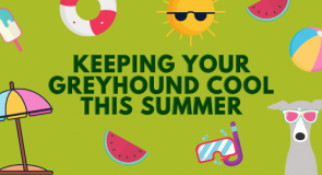 Need to know info for greyhounds in hot weather