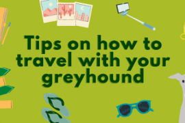 Things you should know before taking your greyhound on a road trip