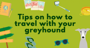 Things you should know before taking your greyhound on a road trip