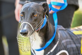 Magical greyhound could win $50,000 for GAP