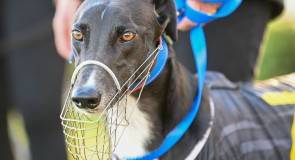 Magical greyhound could win $50,000 for GAP