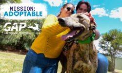 Mission:Adoptable | GAP Open Weekend 8th and 9th October