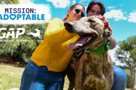 Mission:Adoptable | GAP Open Weekend 8th and 9th October