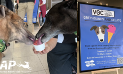 Greyhounds and gelato – what more could you ask for?