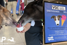Greyhounds and gelato – what more could you ask for?