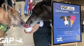 Greyhounds and gelato – what more could you ask for?