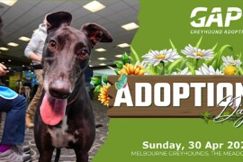 Melbourne Adoption Day to cap National Adoption Month