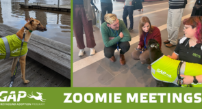 Not another zoom meeting – this is a ZOOMIE meeting!