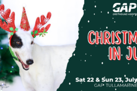 Let’s celebrate Christmas in July with a GREYHOUND!
