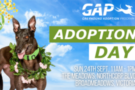 Calling all greyhound lovers, or lovers to be.