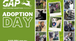 Now is the time to adopt a greyhound!